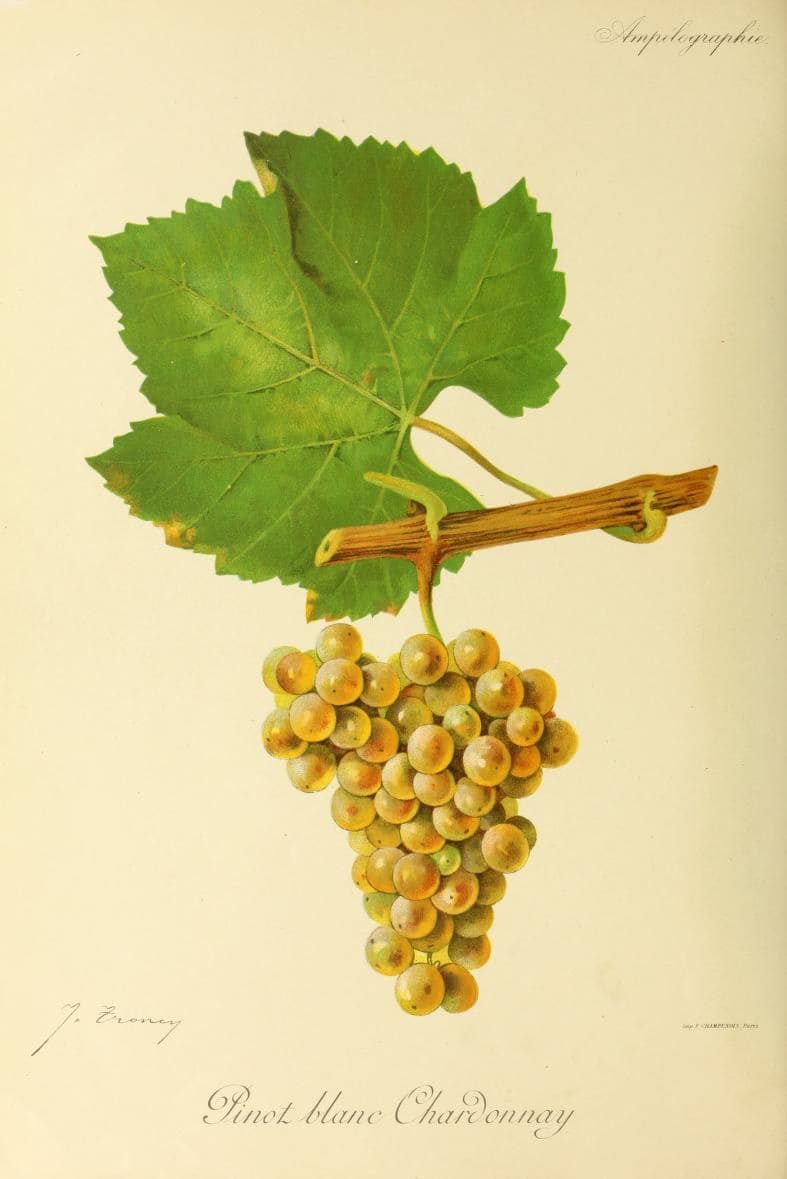 dessin du cépage chardonnay, vinee