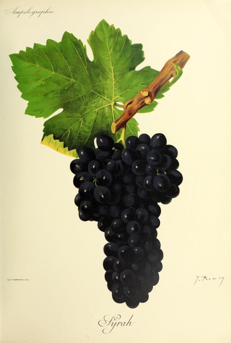 dessin du cépage Syrah (Shiraz), vinee
