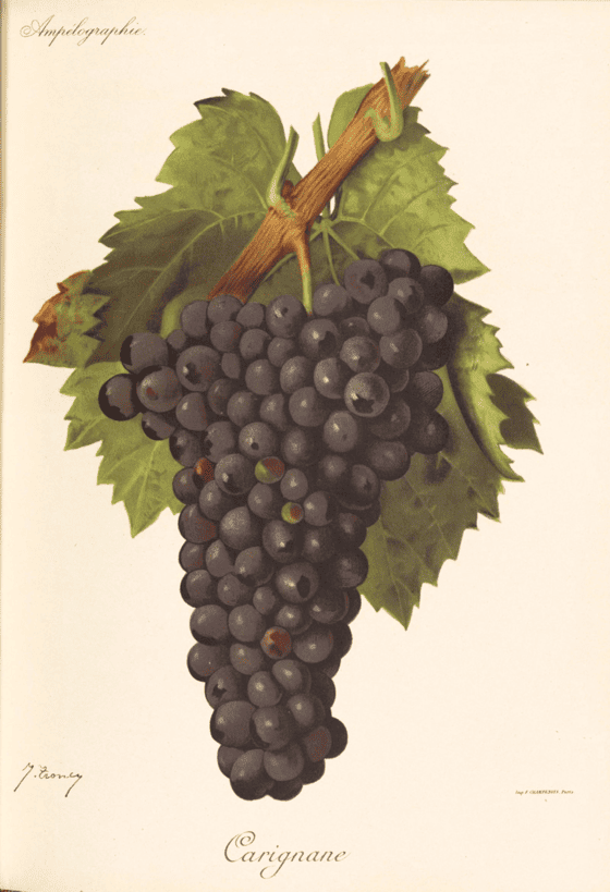 dessin du cépage carignan noir, vinee