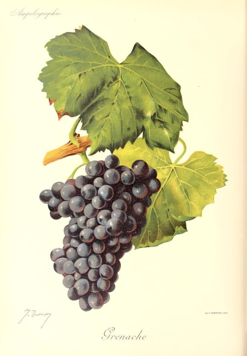 dessin du cépage Grenache, Vinee.io