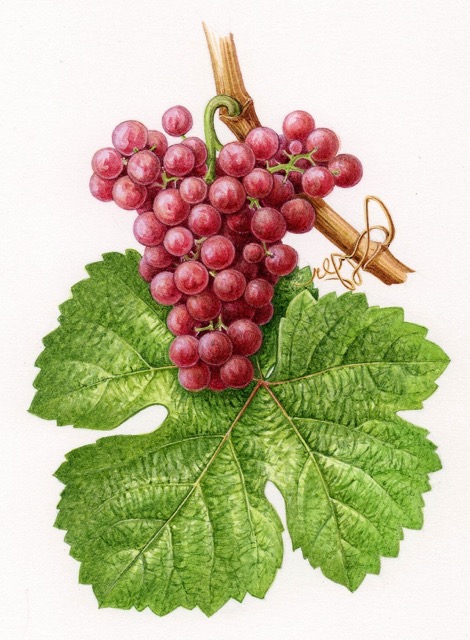 Carte de l'AOC Alsace