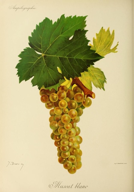 Carte de l'AOC Alsace