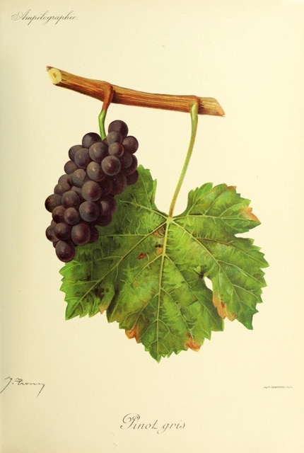 Carte de l'AOC Alsace