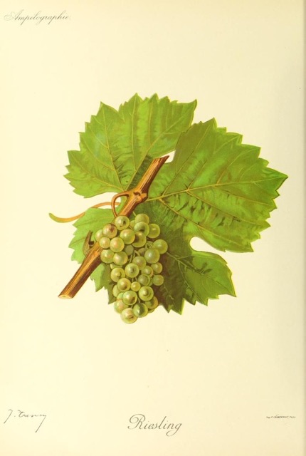 Carte de l'AOC Alsace
