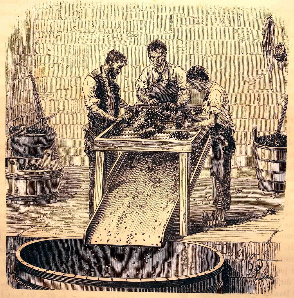 égrappoir séparant les baies de raisin de la rafle lors de l'égrappage en cave de vinification