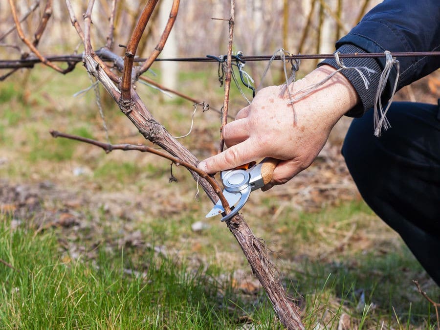 Taille de la vigne, Vinee.io