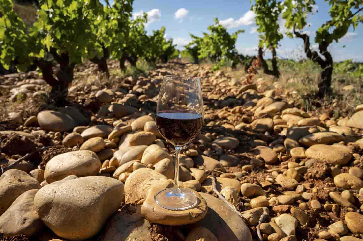 le terroir en oenologie, vinee.io