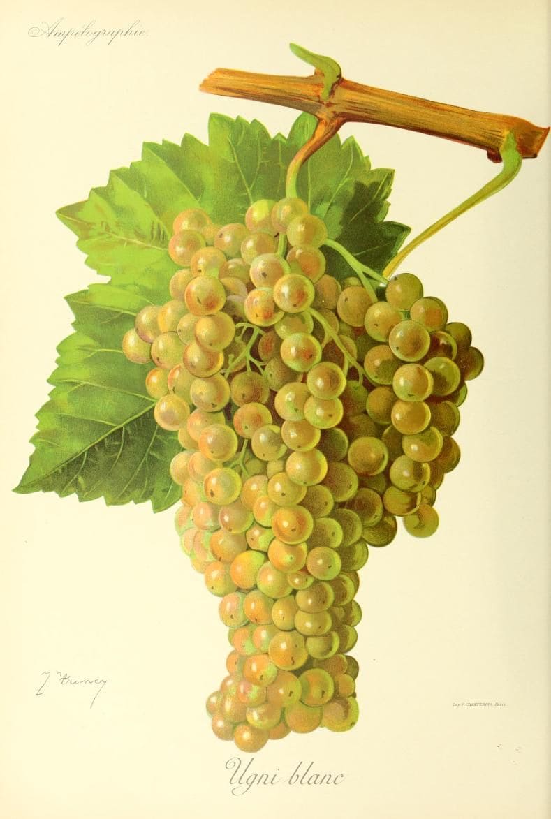 dessin du cépage ugni blanc, vinee