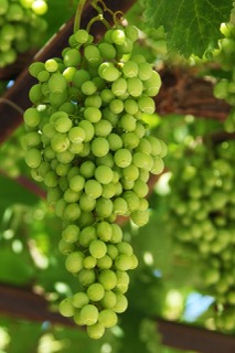 Cycle de la vigne de la dormance aux vendanges
