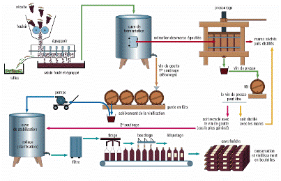 Processus de vinification, Vinee.io